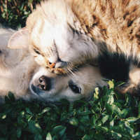 Instinct social et apprentissage chez le chien