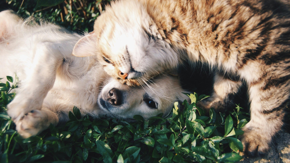 Instinct social et apprentissage chez le chien