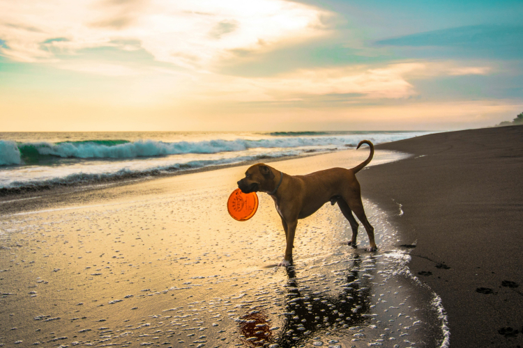Jeux d’été pour occuper son chien