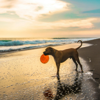 Jeux d’été pour occuper son chien