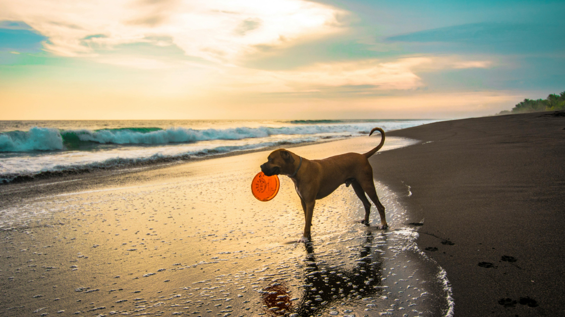 Jeux d’été pour occuper son chien