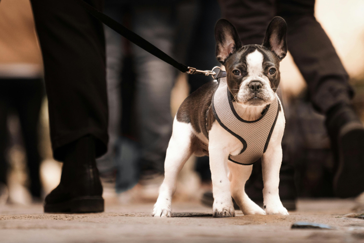 La peur de la rue chez le chiot : comment agir
