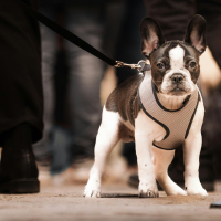 La peur de la rue chez le chiot : comment agir