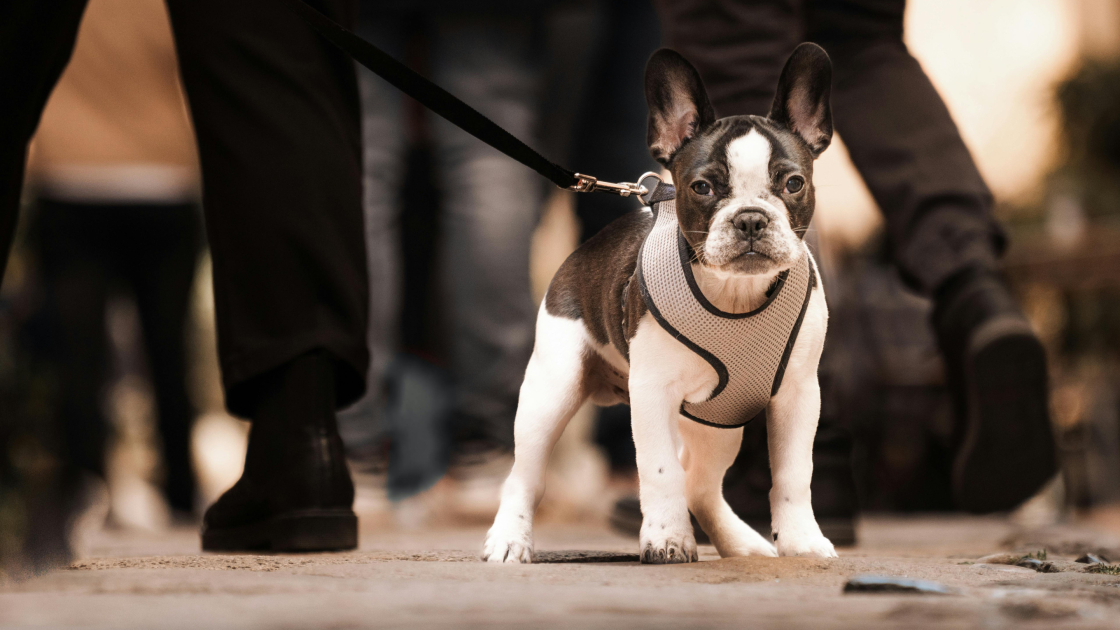 La peur de la rue chez le chiot : comment agir
