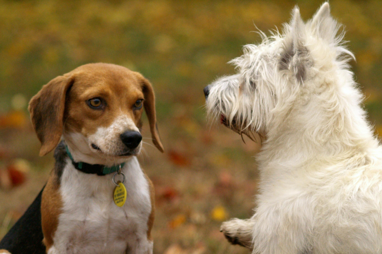 Le grognement chez le chien