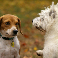 Le grognement chez le chien