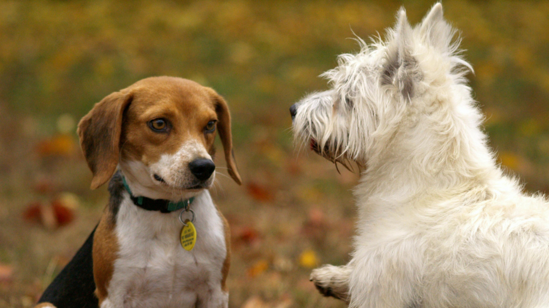 Le grognement chez le chien