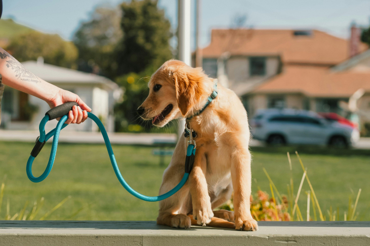 Les clés pour un chien obéissant