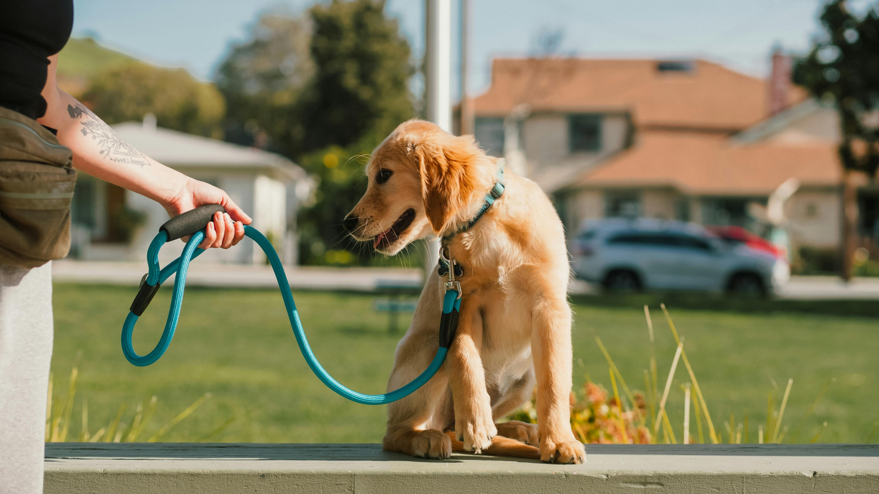 Les clés pour un chien obéissant