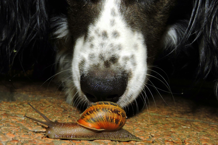 Mon chien mange tout ce qu’il trouve : que faire ?