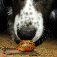 Mon chien mange tout ce qu’il trouve : que faire ?