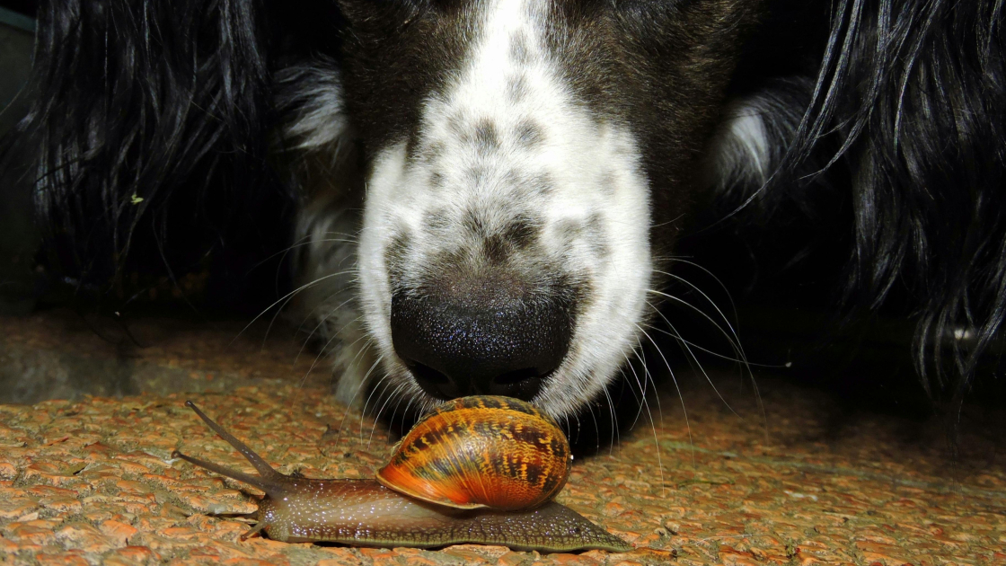 Mon chien mange tout ce qu’il trouve : que faire ?