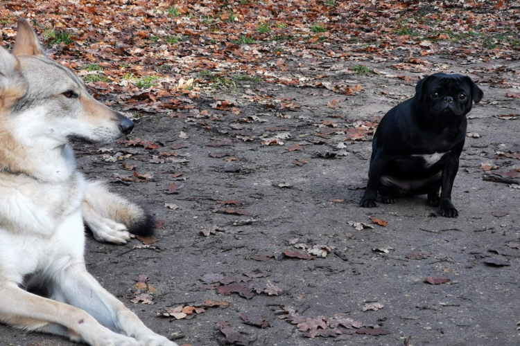 Mon chien n’aime pas les autres chiens