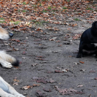 Mon chien n’aime pas les autres chiens
