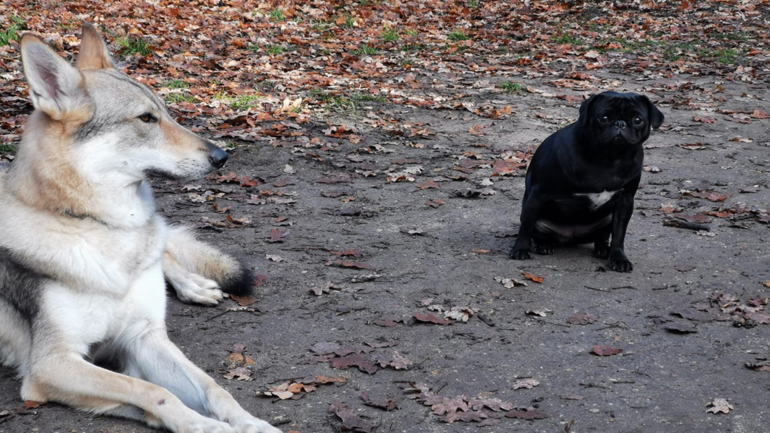 Mon chien n’aime pas les autres chiens