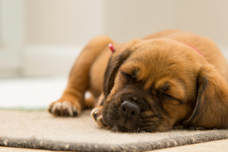 Mon chien n’est pas propre : que faire ?