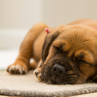Mon chien n’est pas propre : que faire ?