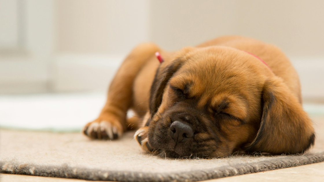 Mon chien n’est pas propre : que faire ?