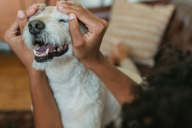 Mon chien ne m’écoute que chez moi