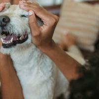 Mon chien ne m’écoute que chez moi