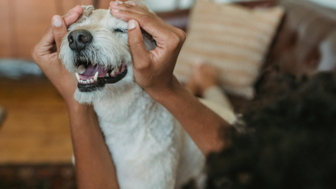 Mon chien ne m’écoute que chez moi