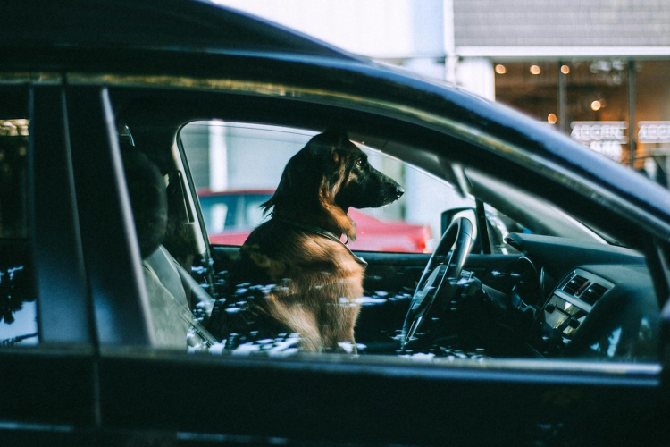 Ne jamais laisser son chien dans une voiture