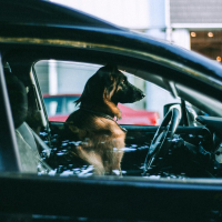 Ne jamais laisser son chien dans une voiture