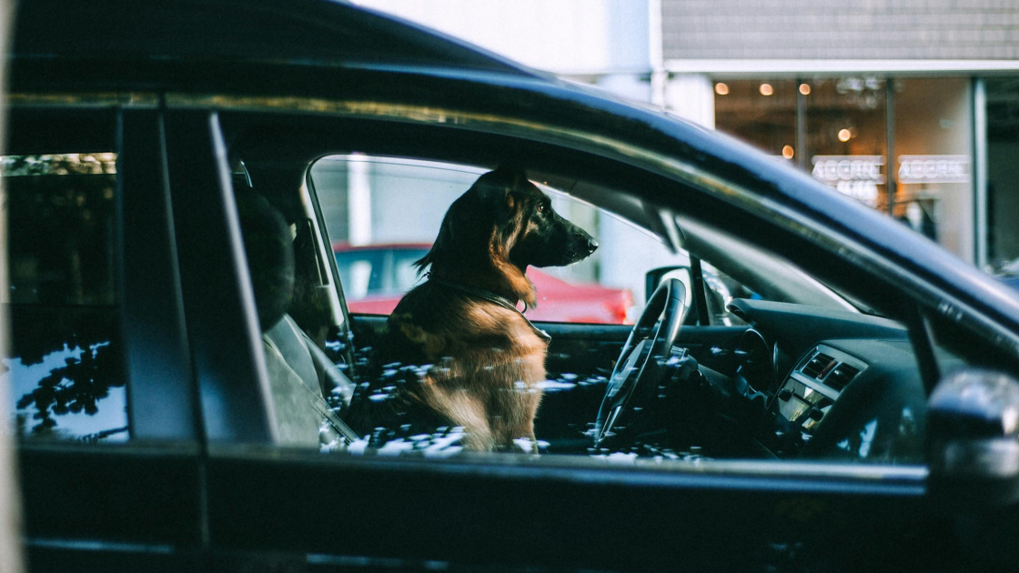 Ne jamais laisser son chien dans une voiture