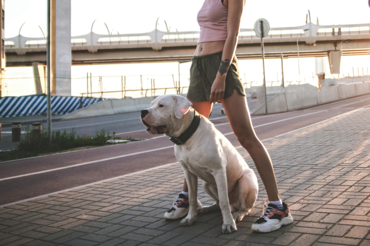 Pourquoi l’éducation d'un chiot ne doit pas attendre