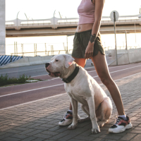 Pourquoi l’éducation d'un chiot ne doit pas attendre