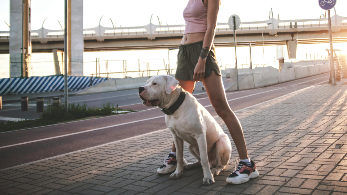 Pourquoi l’éducation d'un chiot ne doit pas attendre