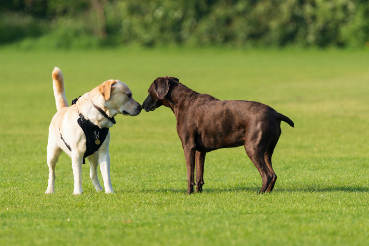 Pourquoi mon chien ne revient pas ?
