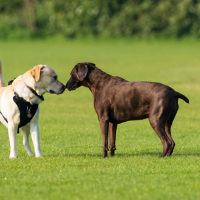 Pourquoi mon chien ne revient pas ?