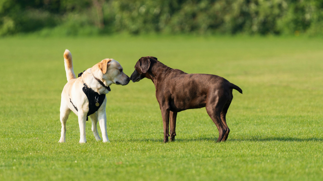 Pourquoi mon chien ne revient pas ?