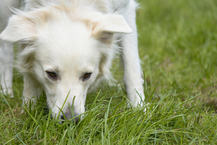 Pourquoi mon chien renifle tout en promenade