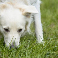 Pourquoi mon chien renifle tout en promenade