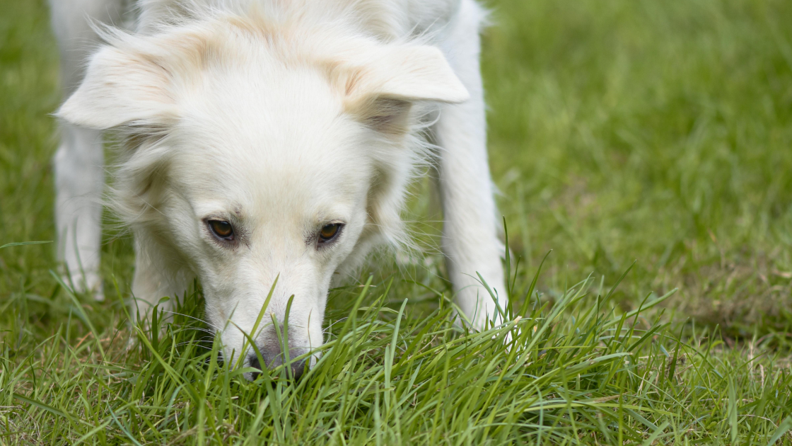 Pourquoi mon chien renifle tout en promenade