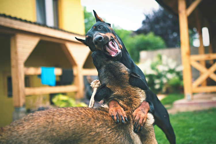 Pourquoi un chien peut-il être dominant ?