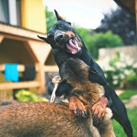 Pourquoi un chien peut-il être dominant ?