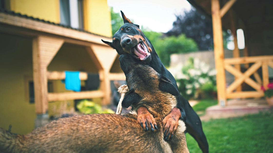 Pourquoi un chien peut-il être dominant ?