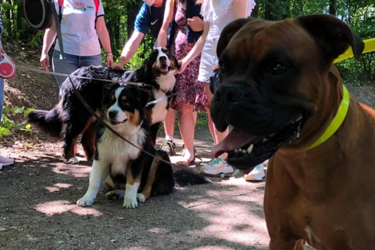 Préparer la 1re séance d’éducation canine