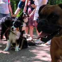 Préparer la 1re séance d’éducation canine