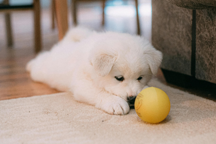 Préparer sa maison pour un chiot