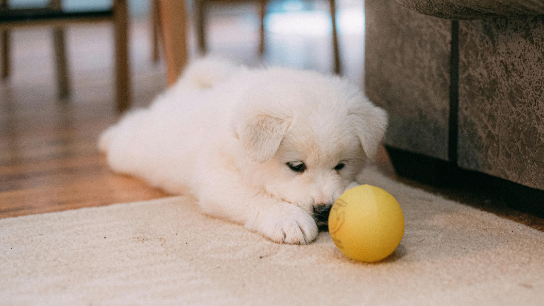 Préparer sa maison pour un chiot