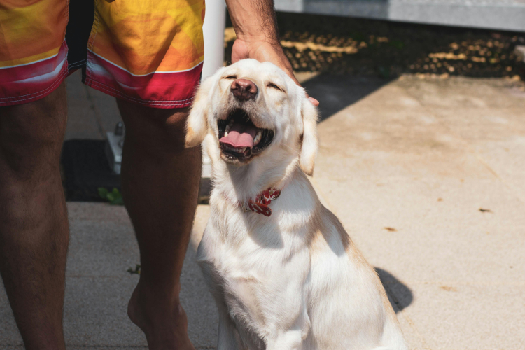 Promener son chien en été