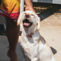 Promener son chien en été