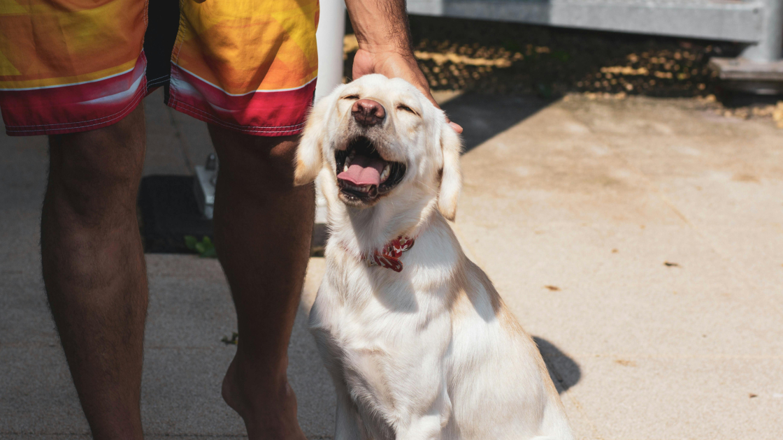 Promener son chien en été