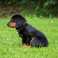 Propreté du chiot la nuit
