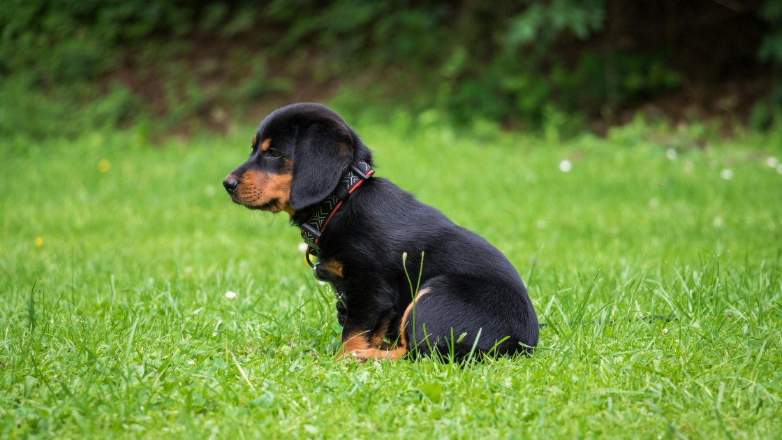 Propreté du chiot la nuit