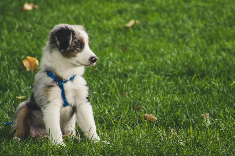 Propreté du chiot : les bons réflexes à adopter